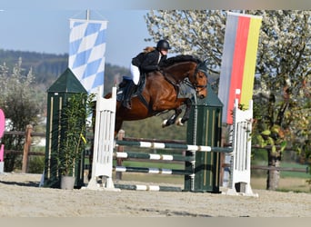 Mare 10 years