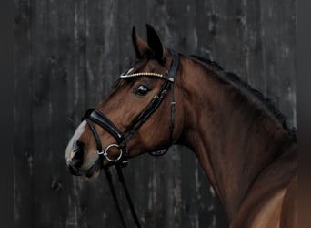 Duits sportpaard, Ruin, 6 Jaar, 173 cm, Bruin, in Brechen