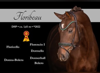 Sportivo Tedesco / Sportivo della Germania, Castrone, 4 Anni, 161 cm, Sauro scuro, in Wehringen