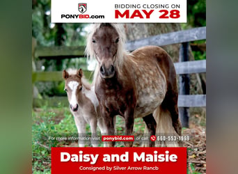 Weitere Ponys/Kleinpferde, Stute, 4 Jahre, 79 cm, in Ocala,