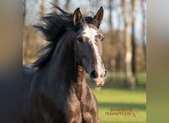 PRE Mix, Gelding, 4 years, 16.1 hh, Gray-Red-Tan, in traventhal,