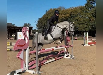 Mare 7 years