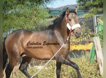 Andalusian, Stallion, 2 years, 15.1 hh, Buckskin, in Vejer de la Frontera,