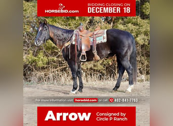 Quarter horse américain, Hongre, 15 Ans, 155 cm, Noir, in Valley Springs,