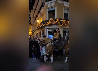 Lusitano, Hengst, 5 Jaar, 160 cm, Palomino, in Ermelo