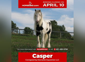 Gypsy Horse, Stallion, 20 years, 16 hh, in Allentown, NJ,
