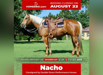 Quarter horse américain Croisé, Hongre, 11 Ans, Palomino, in Cushing, OK,