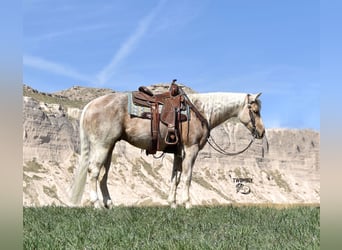 Quarter horse américain, Hongre, 4 Ans, 152 cm, Palomino, in Bayard, Nebraska,