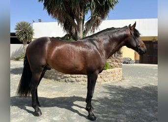 PRE Mix, Stallion, 6 years, Bay, in Alicante,