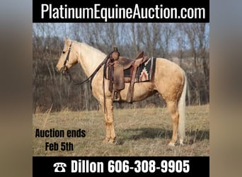 Quarter horse américain, Hongre, 9 Ans, 152 cm, Palomino, in Brodhead KY,