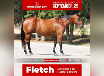 American Quarter Horse, Wallach, 11 Jahre, 155 cm, Rotbrauner, in Joshua, TX,