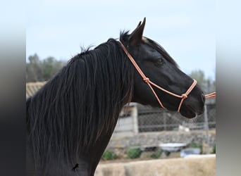Andaluces, Semental, 5 años, 159 cm, Negro, in Mallorca