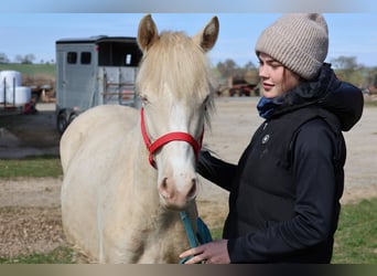 Connemara Mix, Stute, 1 Jahr, 150 cm, Cremello, in Buchen (Odenwald),
