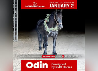 Friesian horses Mix, Gelding, 6 years, 16 hh, Black, in Heber City,