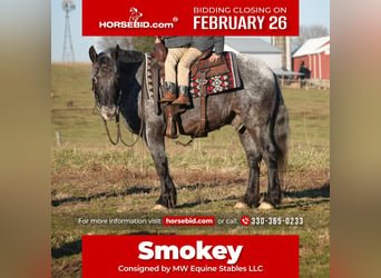 Plus de poneys/petits chevaux Croisé, Hongre, 4 Ans, 142 cm, Rouan Bleu, in Fresno,