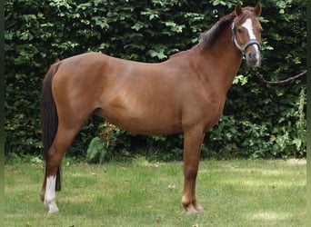Duitse rijpony, Merrie, 11 Jaar, 133 cm, Vos, in Neuenkirchen-Vörden