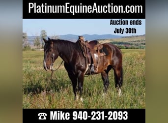American Quarter Horse, Ruin, 14 Jaar, 152 cm, Roodbruin, in Oakley UT,