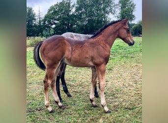 American Quarter Horse, Hengst, Veulen (06/2026), 154 cm, Bruin, in Bad Zwischenahn