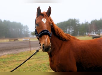 KWPN, Mare, 7 years, 15.2 hh, Chestnut, in palanga,