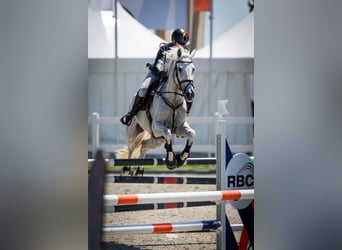 Hannoveraner, Stute, 14 Jahre, 175 cm, Schimmel, in Voluntari