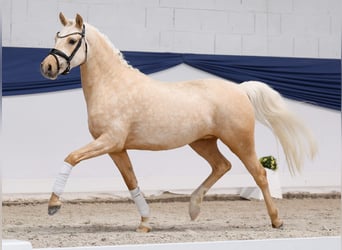 Duitse rijpony, Merrie, 3 Jaar, 146 cm, Palomino, in Marsberg