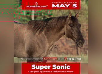 American Quarter Horse, Gelding, 12 years, 14.2 hh, Grullo, in Bloomburg, TX,
