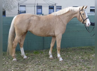 Deutsches Reitpferd, Stute, 5 Jahre, 168 cm, Palomino, in Buchhain