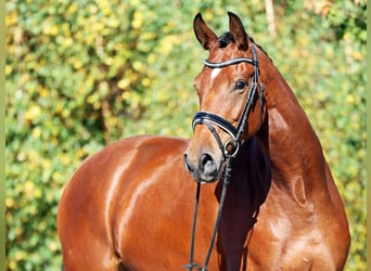 Oldenburger, Stute, 5 Jahre, 170 cm, Brauner, in Oranienburg