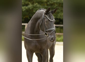 Hannoveraan, Merrie, 11 Jaar, 168 cm, Zwart, in Sassenberg