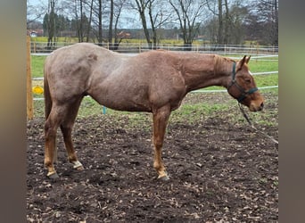 American Quarter Horse, Hengst, 3 Jahre, 160 cm, in Winsen (Aller)