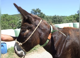 Donkey, Mare, 14 years, 14 hh, Black, in BERGA, BARCELONA,