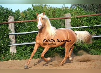 Andalusian, Stallion, 5 years, 15.2 hh, Palomino, in Vejer de la Frontera,