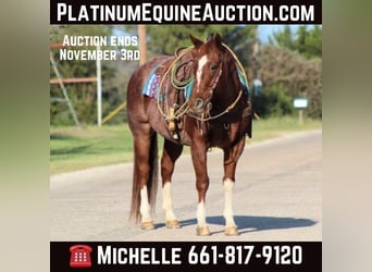 American Quarter Horse, Gelding, 12 years, 15,1 hh, Roan-Red, in Stephenville TX,