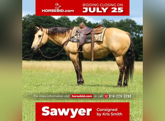 Quarter horse américain Croisé, Hongre, 11 Ans, 152 cm, Buckskin, in Clarion, PA,