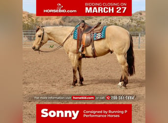 Quarter horse américain, Hongre, 7 Ans, Isabelle, in Congress, AZ,