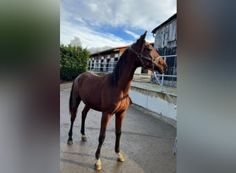 Oldenburger, Hengst, 2 Jahre, 165 cm, Brauner, in Überlingen