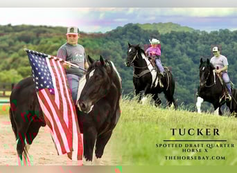 Arbeitspferd Mix, Wallach, 9 Jahre, 163 cm, Tobiano-alle-Farben, in Crab Orchard, KY