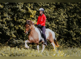 Islandpferd, Stute, 10 Jahre, 140 cm, Schecke, in Taufkirchen an der Trattnach