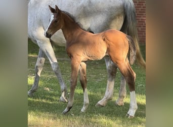 Stallion 
