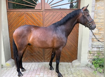 Gelding 4 years