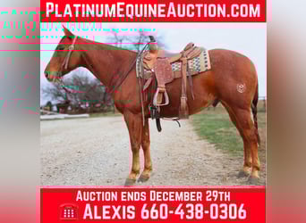 American Quarter Horse, Wallach, 9 Jahre, 152 cm, Roan-Red, in 6604380306