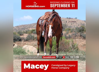Quarter horse américain, Jument, 5 Ans, 152 cm, Bai cerise, in Dewey, AZ,