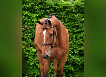 Belgian Warmblood, Gelding, 7 years, 16 hh, Brown, in Bladel