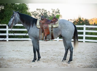 American Quarter Horse, Gelding, 6 years, Gray, in Murrieta, CA,