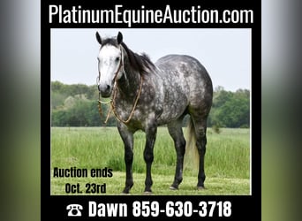 Quarter horse américain, Hongre, 8 Ans, 152 cm, Gris, in Winchester, OH,