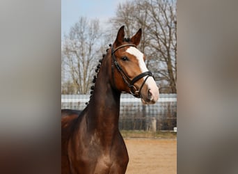 Gelding 4 years