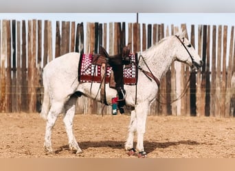 Quarter horse américain, Hongre, 16 Ans, 152 cm, Gris moucheté, in Stephenville,