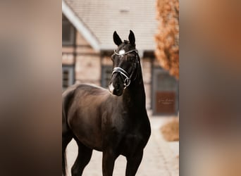 Wallach 6 Jahre