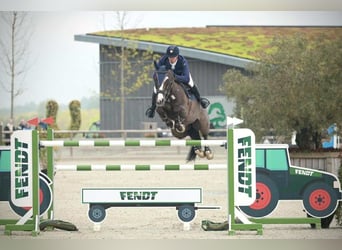 KWPN, Wallach, 12 Jahre, 170 cm, Rappe, in Kjellerup