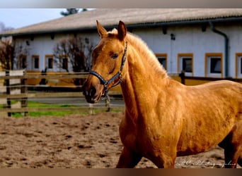 Andalusian, Mare, 1 year, 14.2 hh, Palomino, in Brandis,